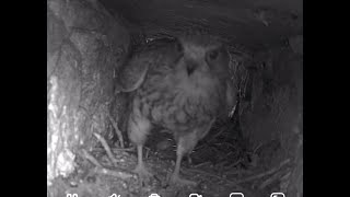 Kestrel Hedingham Castle Live [upl. by Norvun37]