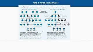 23 Why is Variation Important [upl. by Nylakcaj]