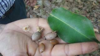 Bakul Mimusops elengi  Medicinal Uses Ayurveda Details [upl. by Akahc]