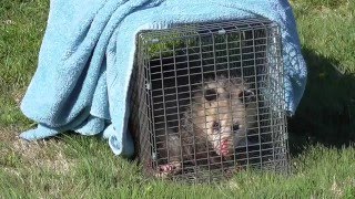 Oppossum caught Havahart Model 1079 Live Trap [upl. by Torrin]