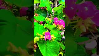 Dombeya Seminole flower [upl. by Daugherty311]