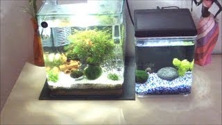 Superfish Home 8  Nano Becken 8 Liter  Kampffisch NEW [upl. by Certie]