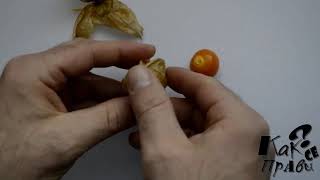 How to eat Physalis fruit and berries [upl. by Backer]