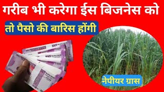 2023 में सबसे ज्यादा चलने वाला बिजनेस  Napier grass business plan [upl. by Nnylarac]