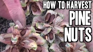 How to Harvest Pine Nuts in the Forest [upl. by Aime]