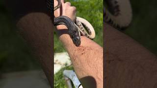 How Many Snakes can I Find in Austin Texas  part 3 [upl. by Aronek950]