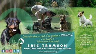 La sociabilité d’un chien molosse Cane Corso Eric Tramson Educateur canin comportementaliste [upl. by Alford]