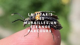 La Sitaris Des Murailles Un Étrange Parcours [upl. by Eneluj]