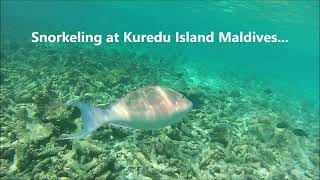 ParrotFish Attack Maldives [upl. by Locin358]