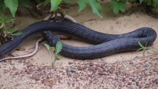 Snake Regurgitates Another Live Snake in Texas City [upl. by Dnartreb]