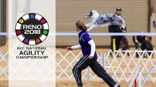 AKC 2018 National Agility Championship [upl. by Puto771]