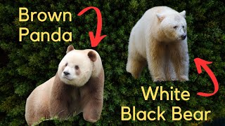 5 Rare and Unique Subspecies  Kermode Bear Pied Raven Qinling Panda Arabian Wolf Vampire Finch [upl. by Turnbull]