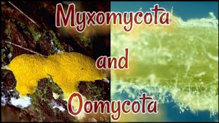 Myxomycota and Oomycota  Mycology  Lecture  Somatic structure  life cycle  reproduction [upl. by Waltner]