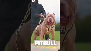 pitbull power dog🐕🐕🐕🐕🐕 [upl. by Uzziel]