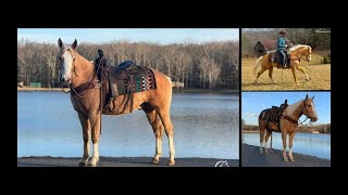 Palomino Quarter Horse Gelding For Sale  RopingSortingTrailPenning [upl. by Atnovart]