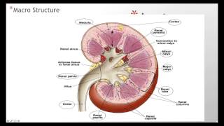 Kidney Anatomy Histology [upl. by Esinet]