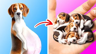 Jai trouvé une chienne enceinte dans la rue 🐶 Meilleures astuces pour les propriétaires danimaux [upl. by Hajin]