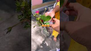 Portulaca plants ytshorts houseplants portulaca garden plantation trees bts shortsfeed [upl. by Krystalle571]