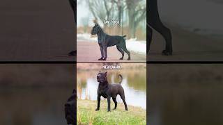 Cane Corso vs Presa Canario shorts [upl. by Ennirak]