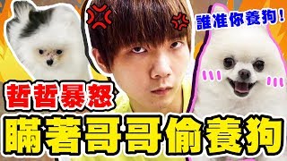 瑋瑋偷偷領養狗，哲哲氣到不說話【黃氏兄弟】整人PRANK [upl. by Ranique]