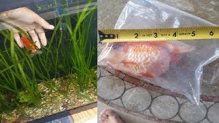 MY FAVORITE FISH DIED What I learned about Dropsy [upl. by Ariat]