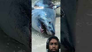 Dangerous shark trending shorts shark wildlife viralvideo [upl. by Emanuel]