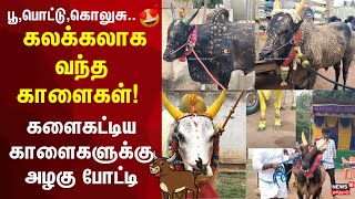 Cow Beauty Pageant  பூ போட்டு கொலுசு கலக்கலாக வந்த காளைகள் களைகட்டிய காளைகளுக்கு அழகு போட்டி [upl. by Nnylram]