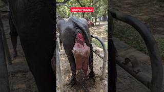 Treatment of Uterine Prolapse in Buffalo animals farmer veterinary dairyfarm [upl. by Ender993]