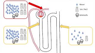 Nephron Harnkonzentrierung nach dem Gegenstromprinzip [upl. by Gothurd884]