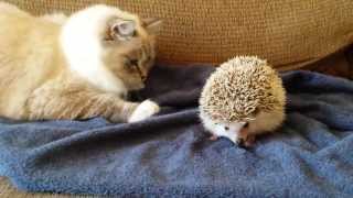 ORIGINAL VIDEO Kitty sits on hedgehog [upl. by Ede]