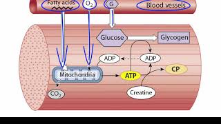 ATP Production in Skeletal Muscle [upl. by Assiruam926]