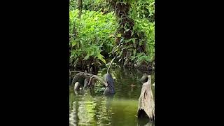 Anhinga Eating Fish Dora Canal [upl. by Gitel]