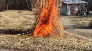 Burning the Pampas Grass [upl. by Bathesda645]