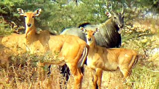 Irritated Nilgai bull Protect his Family and Herd [upl. by Acino]