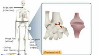 Types of Synovial Joints [upl. by Anneg]