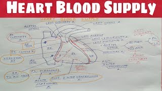 Heart Blood Supply 1  Right Coronary Artery  TCML  Dr Pawan nagar [upl. by Olrak411]