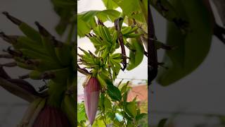 Homegrown Banana  Terrace Gardening  Organic Garden  Grow your own food [upl. by Pentha]