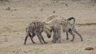 Spotted Hyenas  strange behaviour at waterhole [upl. by Tymes]