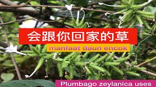 白花丹的功效与用法。Plumbago zeylanica medicinal uses。manfaat daun encok。 [upl. by Yeslrahc573]