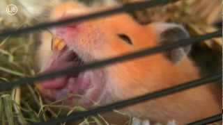 golden hamster yawns Mrs EMMA the HAMSTER 44 cute Pets amp Animals GoldHamster gähnt 4k new [upl. by Hgielrebma]