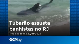 Tubarão chega na faixa de areia no RJ [upl. by Meggy]