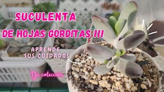 🍬SUCULENTA DE HOJAS GORDITAS┃CUIDADOS PARA TU COTYLEDON ORBICULATA OOPHYLLA [upl. by Siesser]