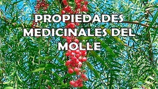 Molle Planta Medicinal Propiedades Medicinales del Molle [upl. by Ahsonek]