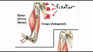 general anatomy 4 action of skeletal muscles by dr Sameh Ghazy [upl. by Krystal]