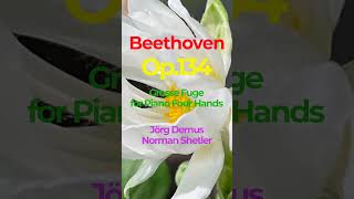 Beethoven Op134 Grosse Fuge for Piano Four Hands DemusShetler [upl. by Esilrahc]