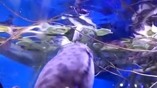 channa punctata feeding spotted snakehead fishaquarium video [upl. by Ellga574]