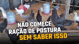 O Momento Certo de Iniciar a Ração de Postura  Vermífugo Natural para Galinhas [upl. by Sibyls]