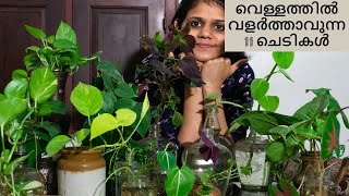 വെള്ളത്തിൽ വളർത്താവുന്ന 11 ചെടികൾ II Gardening ideas Malayalam II Water growing plants in Malayalam [upl. by Nahtiek]