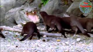 Otters Vs Crocodile  Otters DESTROY Crocs Ego [upl. by Ebbie]