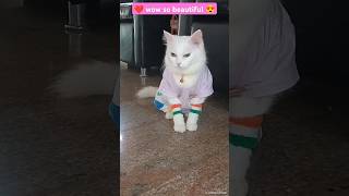 ❤️ wow so beautiful 😍youtubeshorts shorts ytshorts trending shortsfeed viralcat song [upl. by Dimah]